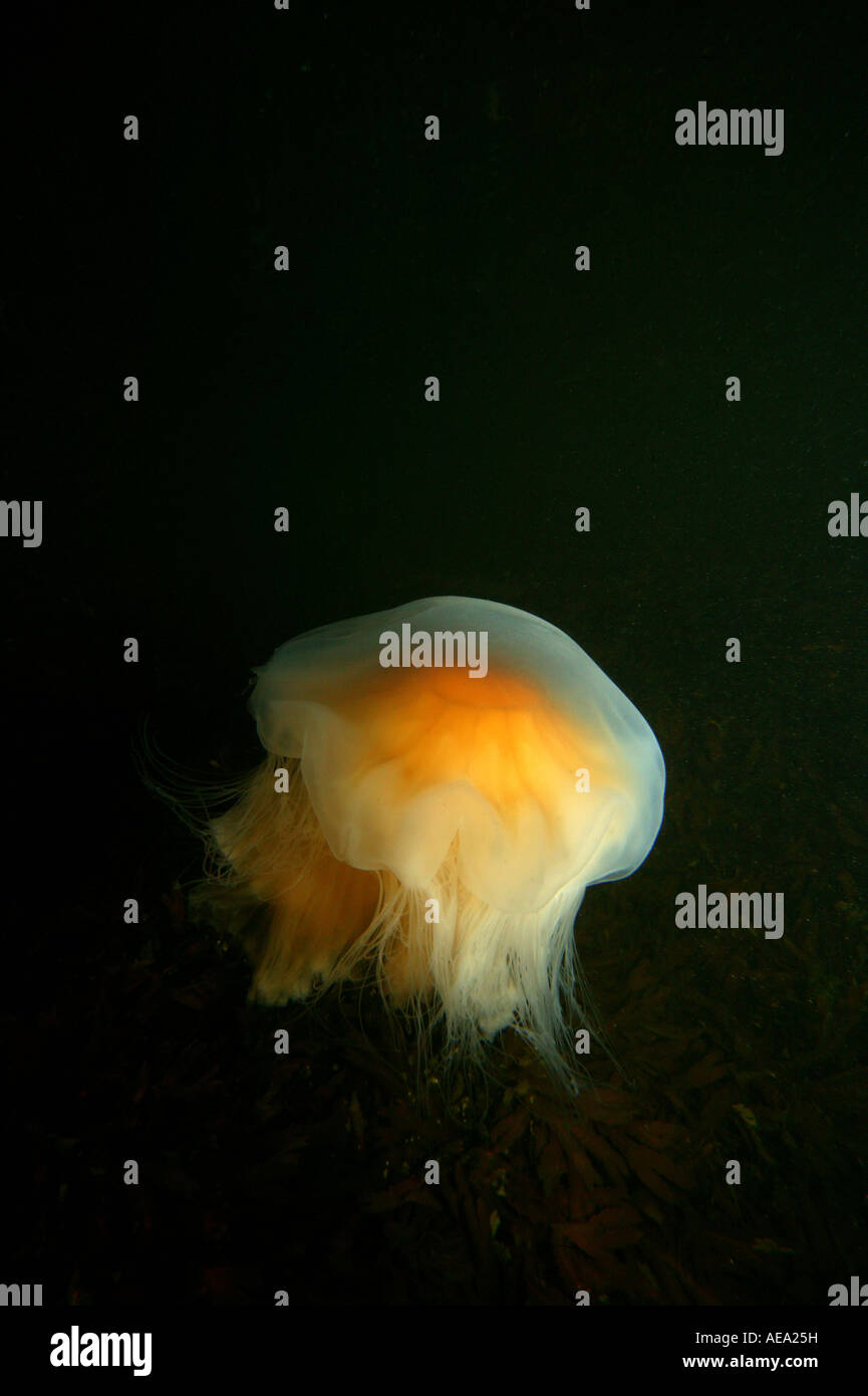 Lion's mane jellyfish, scientific name; Cyanea capillata, underwater at Larkollen in Rygge kommune, Østfold fylke, Norway. Stock Photo