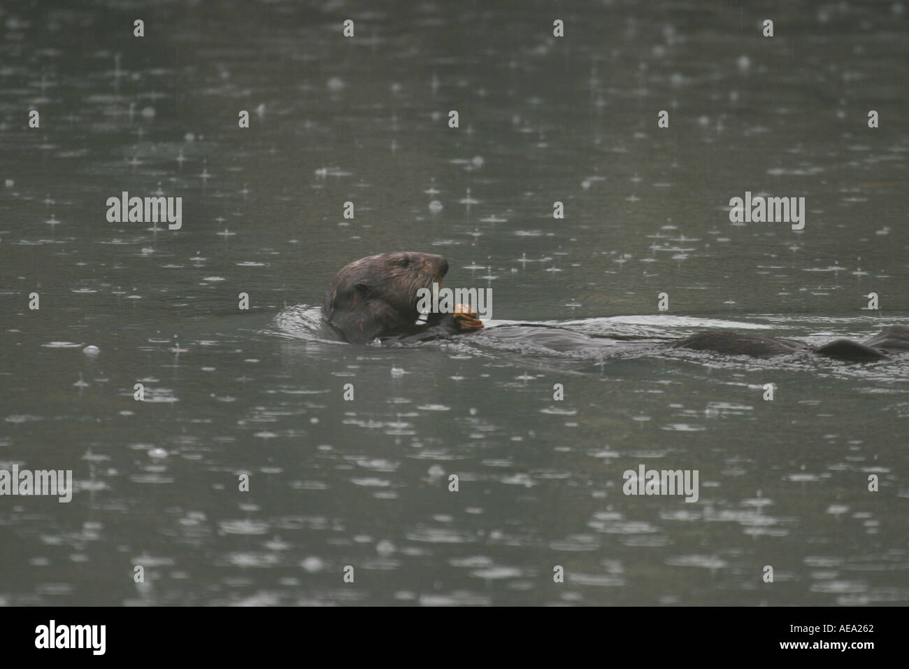Sea otter Enhydra lutris in rain swimming in the harbour Alaska Stock Photo