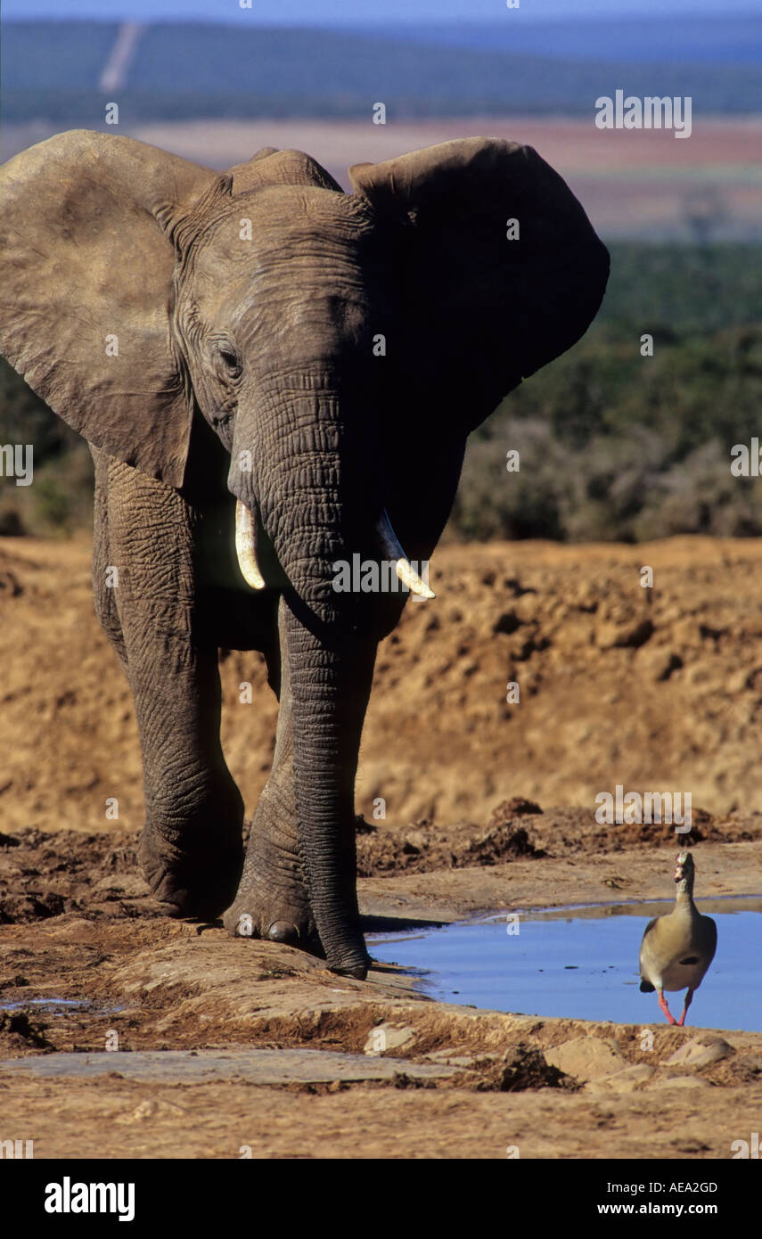 Elephant and Eygptian Goose, Addo Elephant Park, South Africa Stock