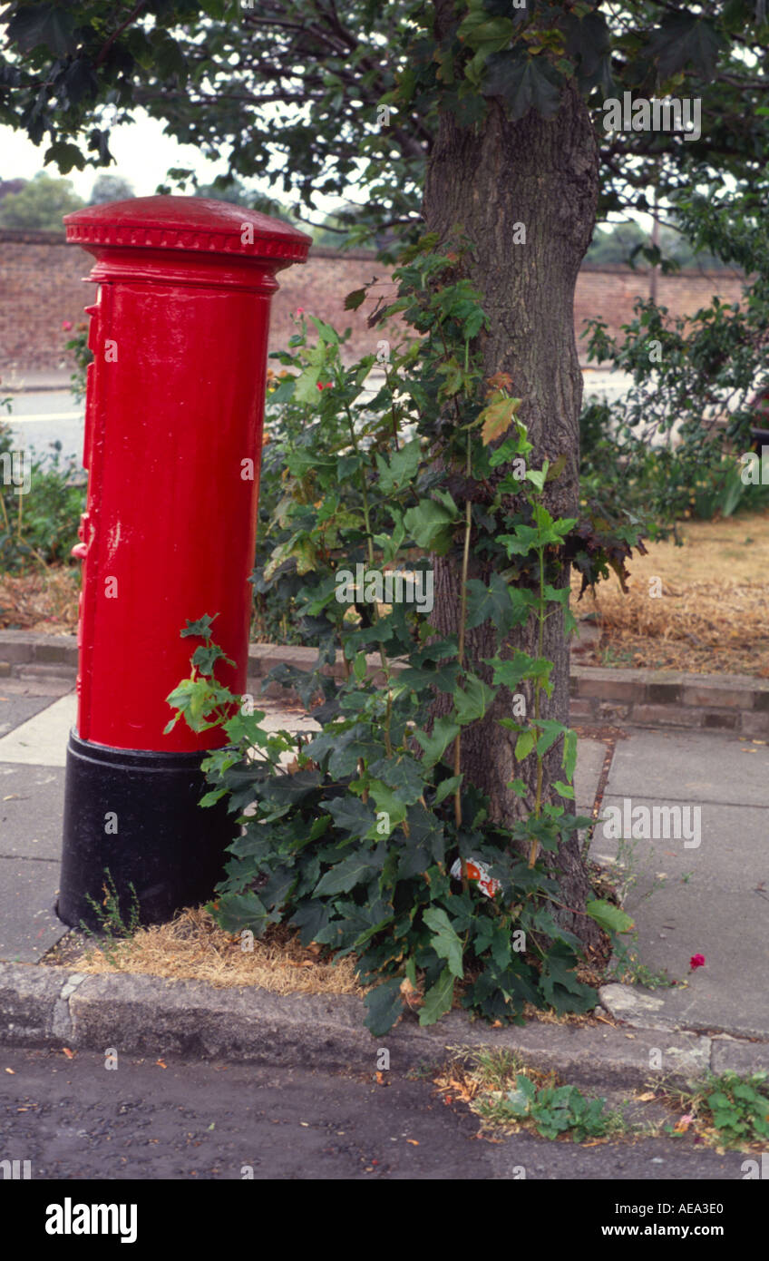 Bright red postbox by tree, Heston West London, England UK Stock Photo