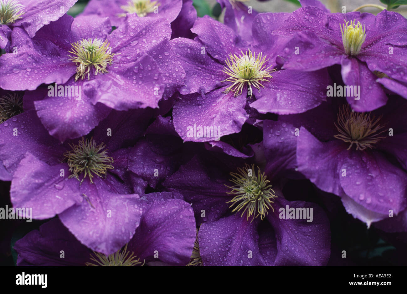 General Sikorski purple Clematis in full bloom London United Kingdom Stock Photo