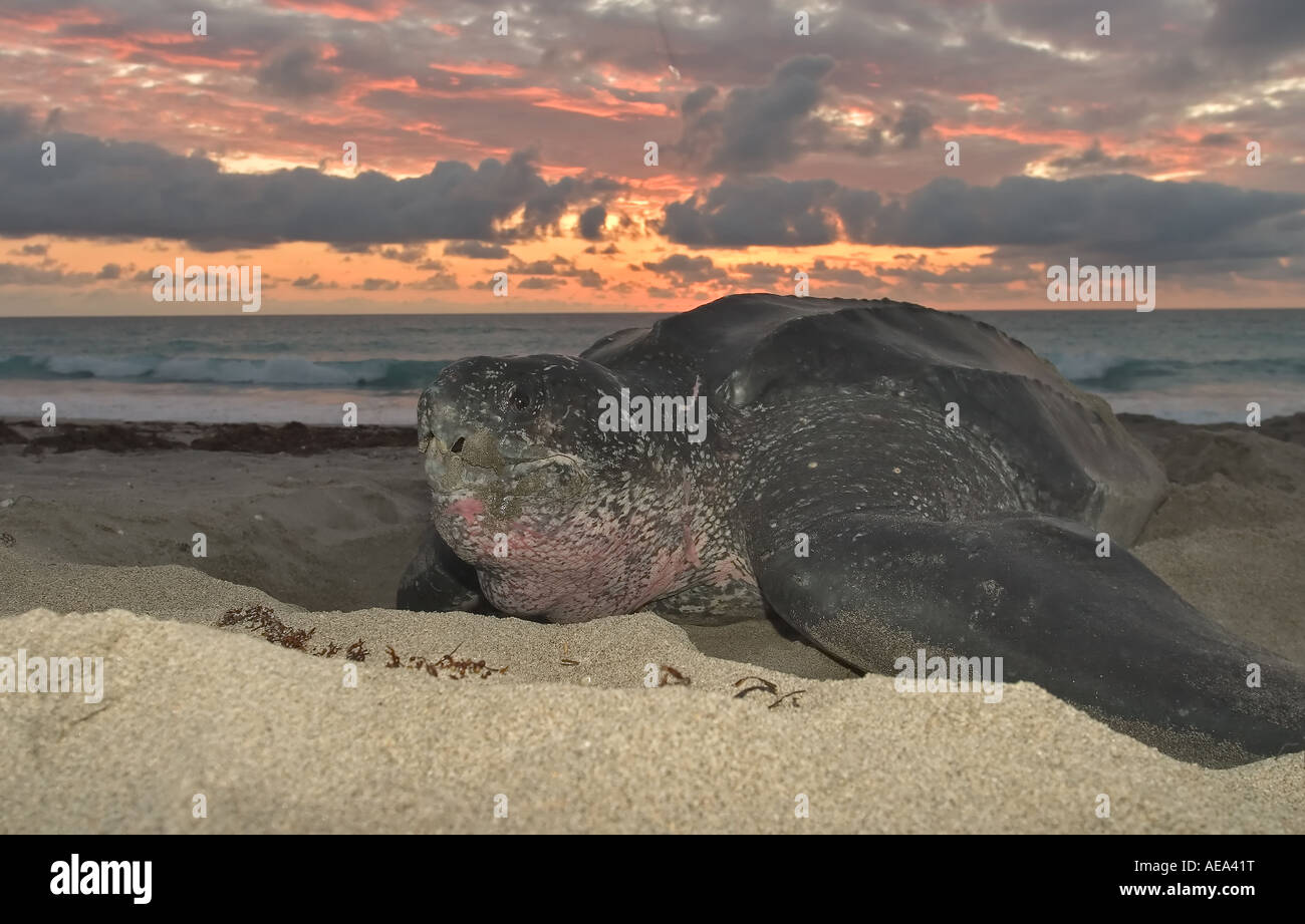 Leatherback sea turtle at dawn Stock Photo