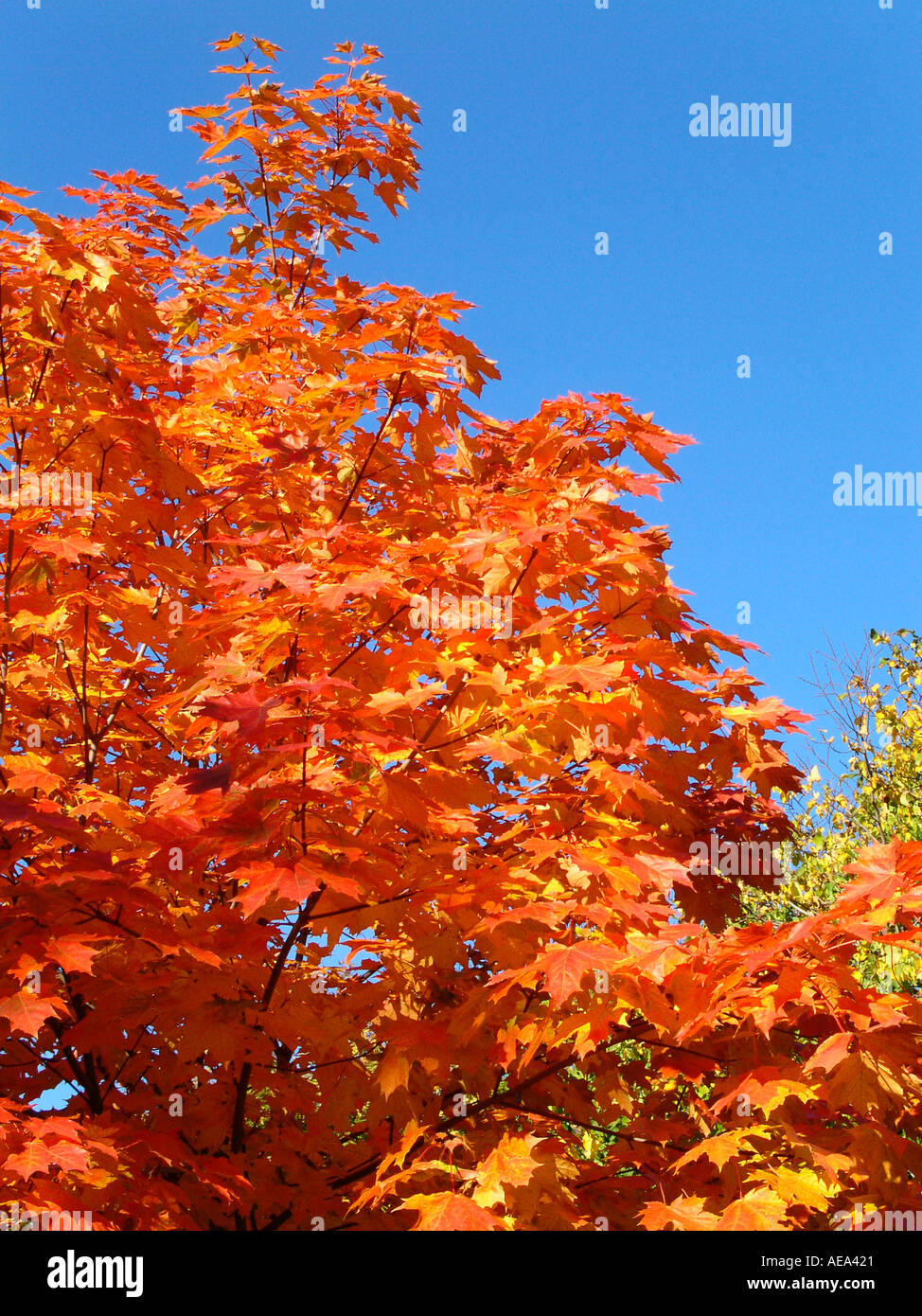 Colourful maple tree leaves hi-res stock photography and images - Alamy