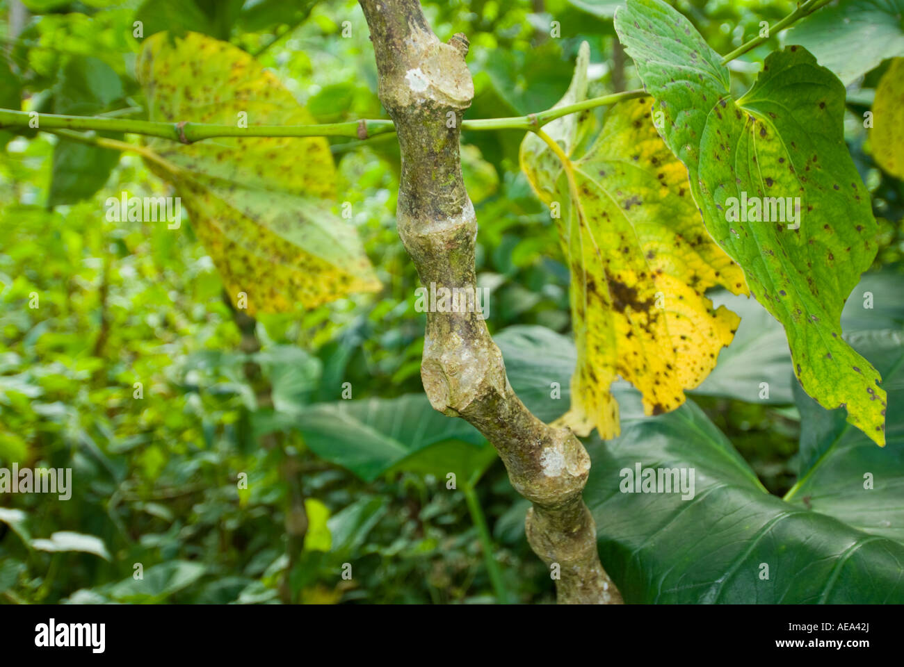 KAVA Piper methysticum fresh plant fiji Islands and leaves ritaul branch DRINK Stock Photo