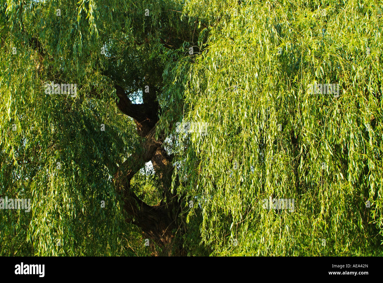Weeping Willow tree SALIX SEPULCRALIS, Home Park, Surrey, England, UK