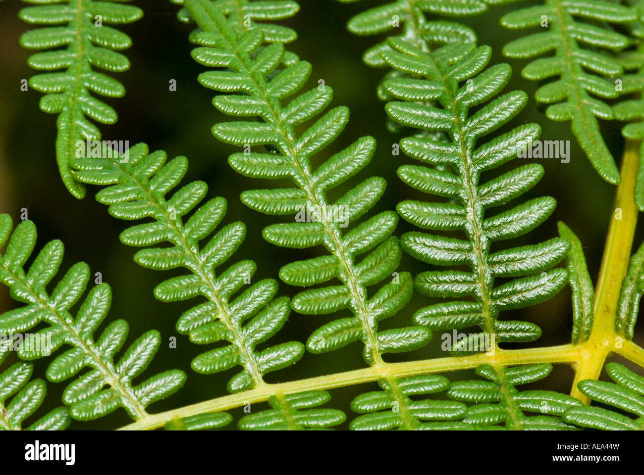 Tree fern rainforest fiji hi-res stock photography and images - Alamy