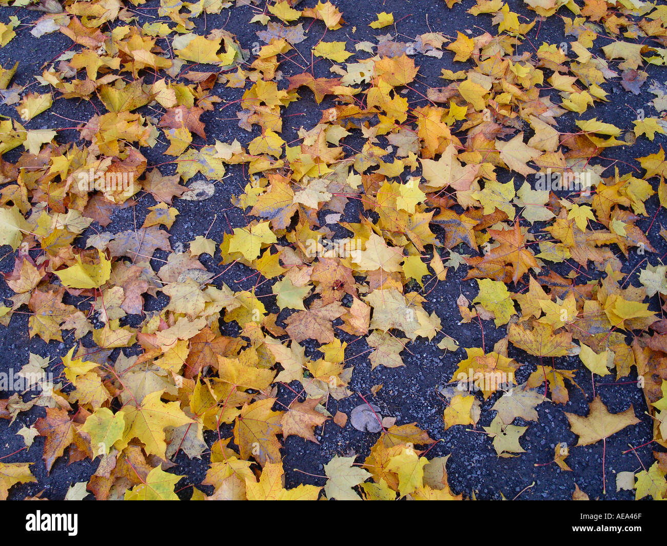 maple leaves on the ground Stock Photo - Alamy