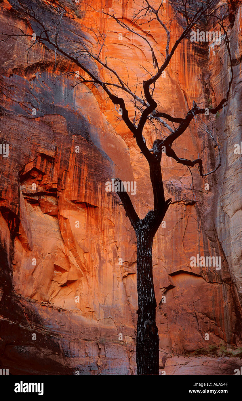 Dead Cottonwood Tree against a rock face at Zion National Park Utah USA Stock Photo