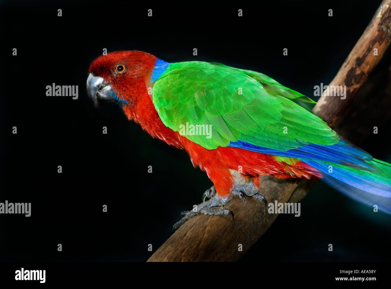 one 1 famous Crimson Shining Parrot Kandavu Red-shining Parrot FIJI ISLANDS South southsea sea Pacific RAINFOREST forest parakee Stock Photo