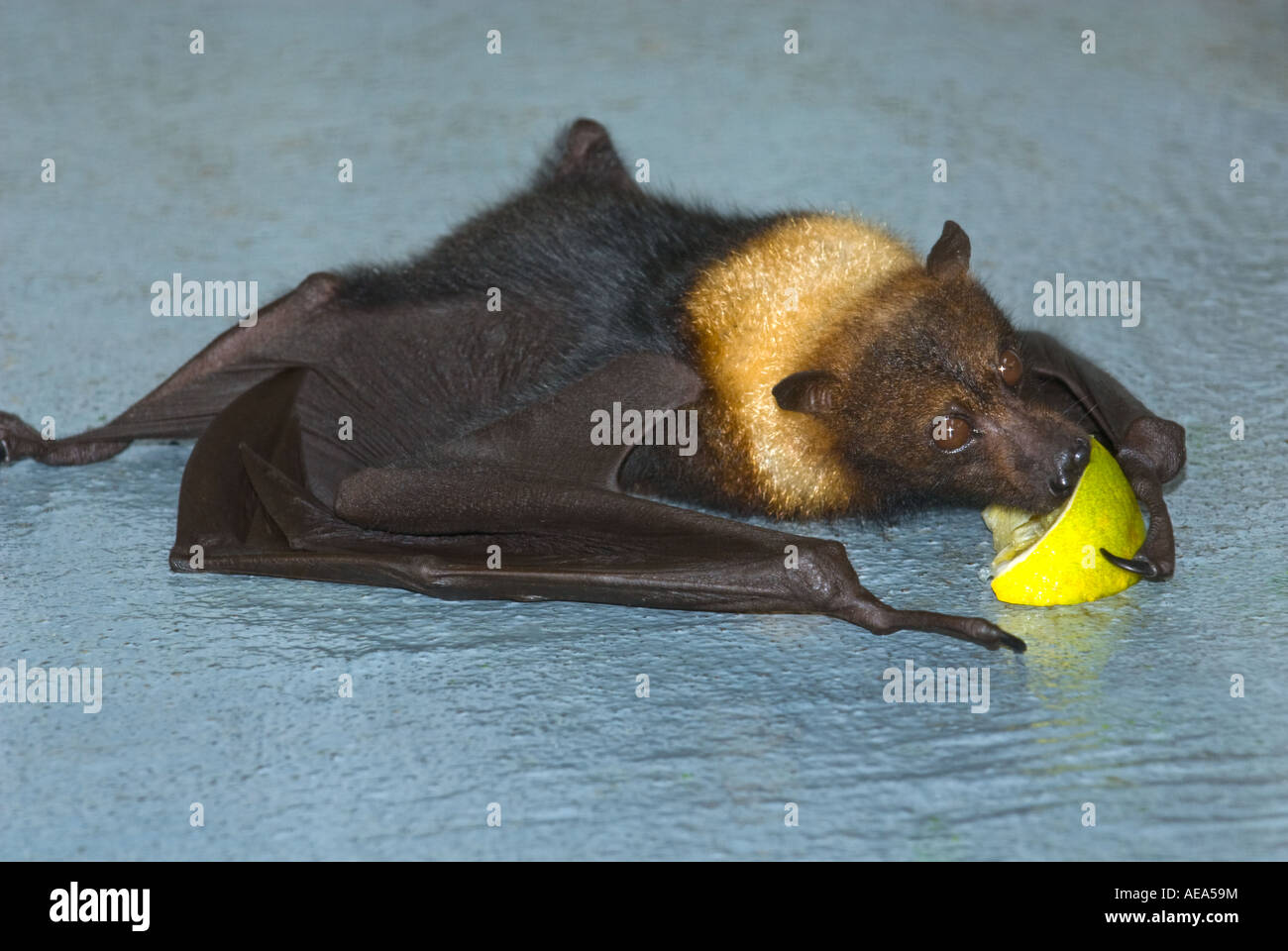 Fruitbat hires stock photography and images Alamy
