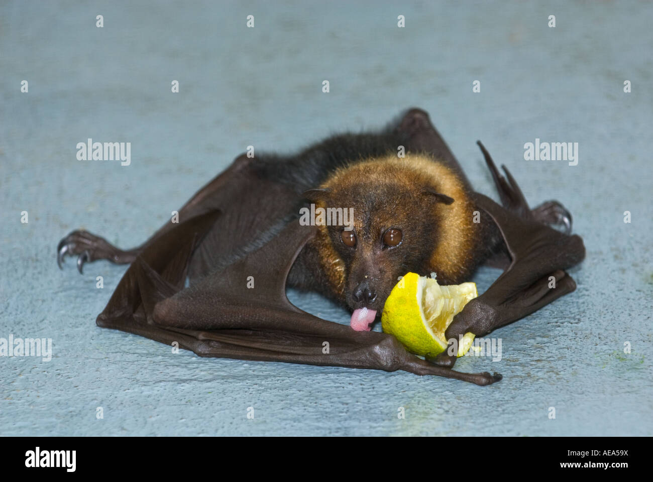 Bat islands hires stock photography and images Alamy