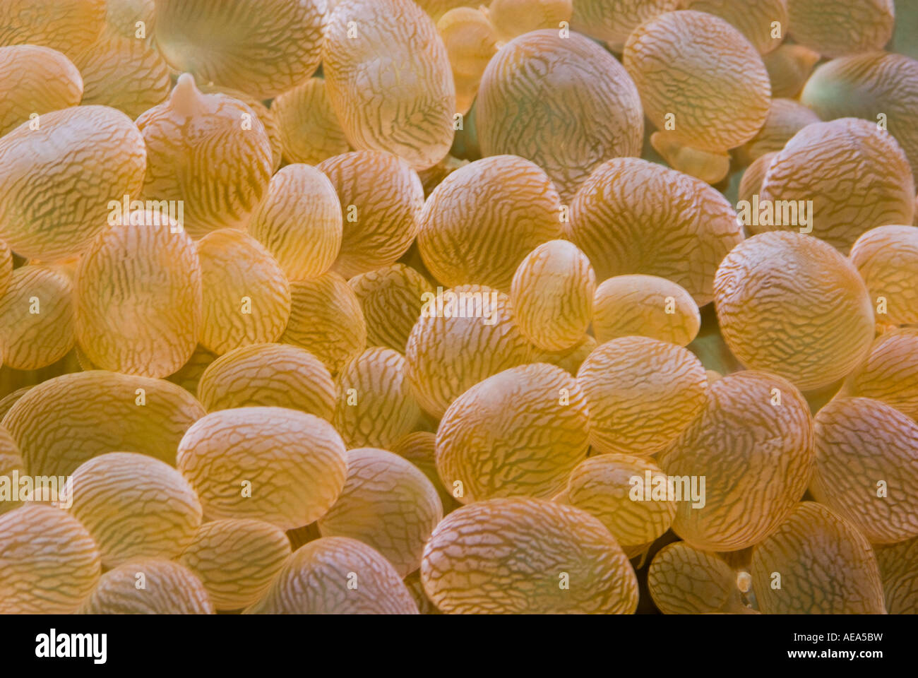 Bubble Tip Anemone Entacmaea quadricolor  nettle anemone under the sea FIJI ISLANDS South southsea sea Pacific ocean net Stock Photo