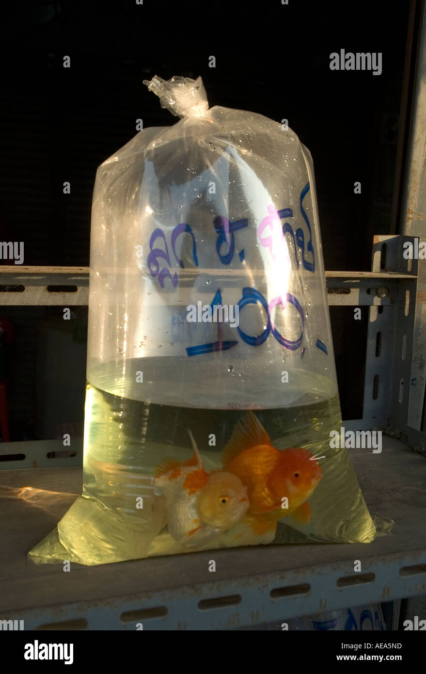 Red fish pet for sale in a small plastic bag in Chatuchak market