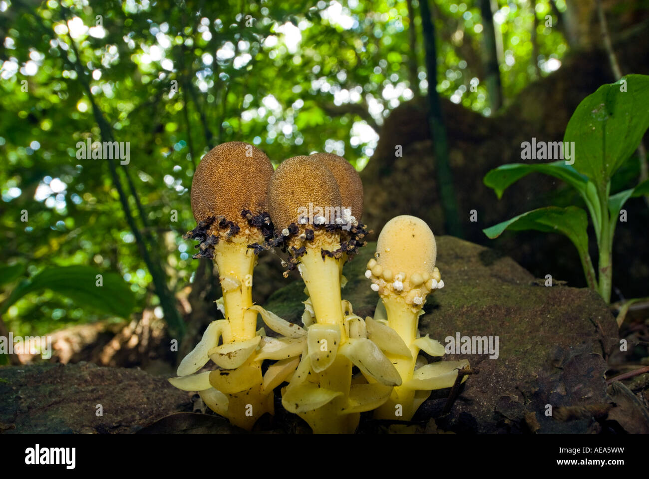 mushroom fungus fungi toadstool gill in the rainforest of FIJI ISLANDS South southsea sea  Pacific ABACA Nadi fiti levu Stock Photo