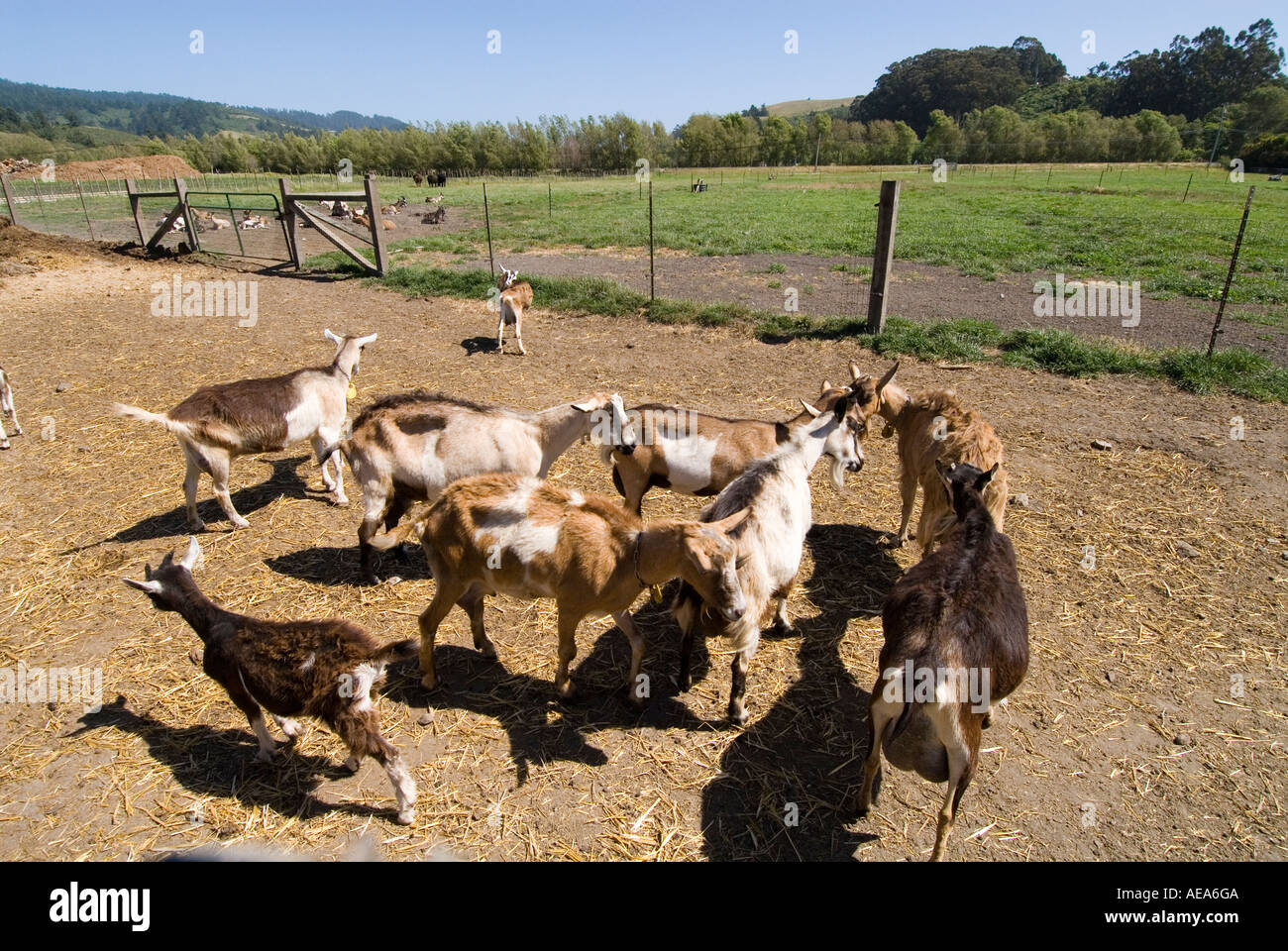 Tour of goat cheese farm Harley Farms in Pescadero San Mateo Coast of
