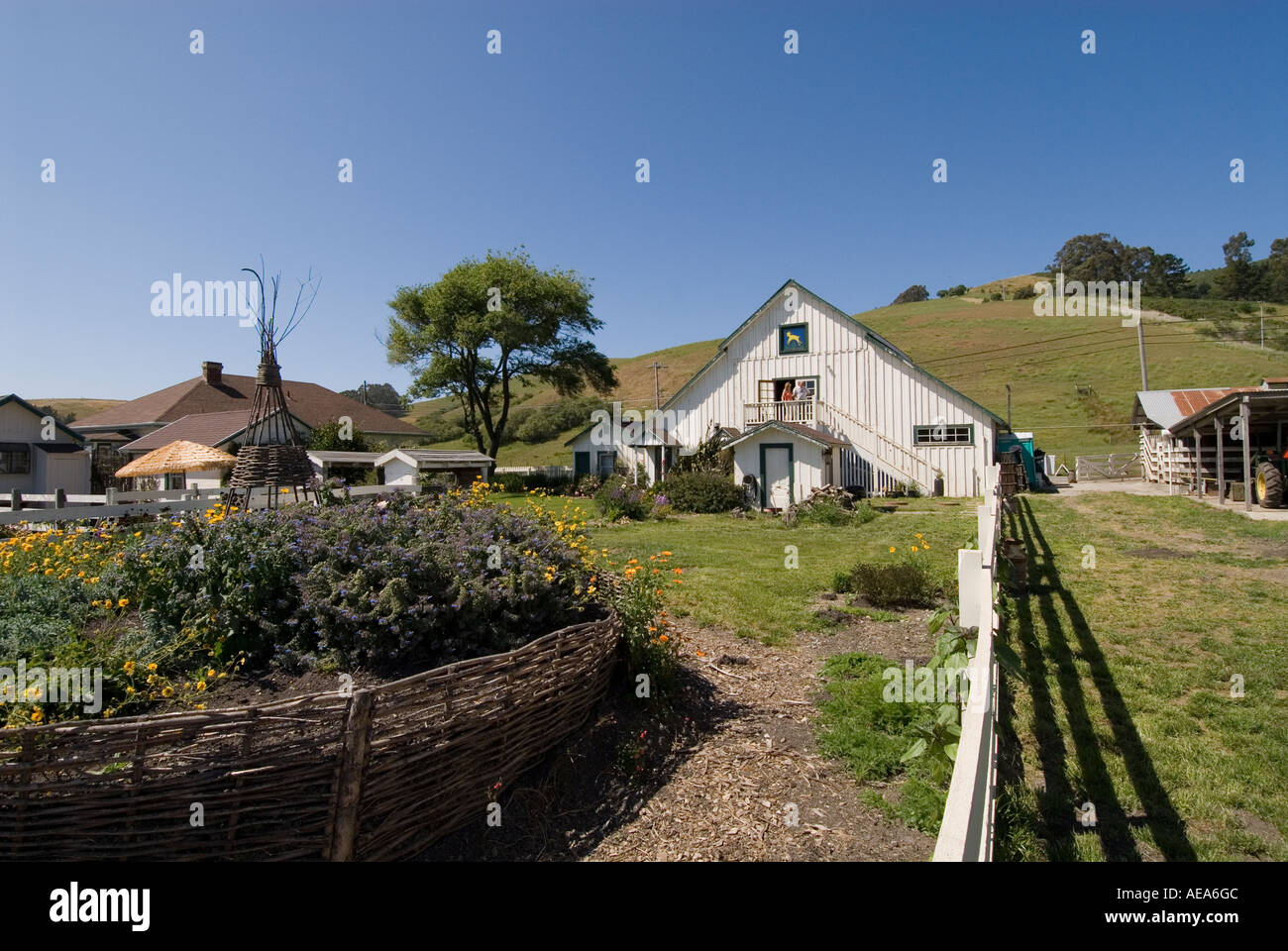 Tour of goat cheese farm Harley Farms in Pescadero San Mateo Coast of