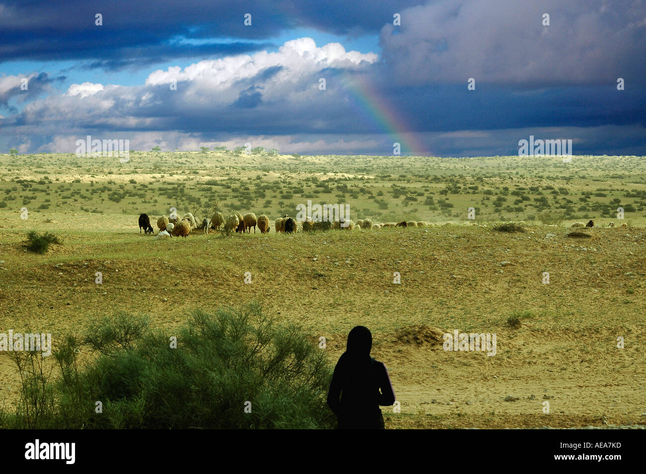 Sheep and female shepherd in the field on a stormy day with a rainbow in the background Stock Photo