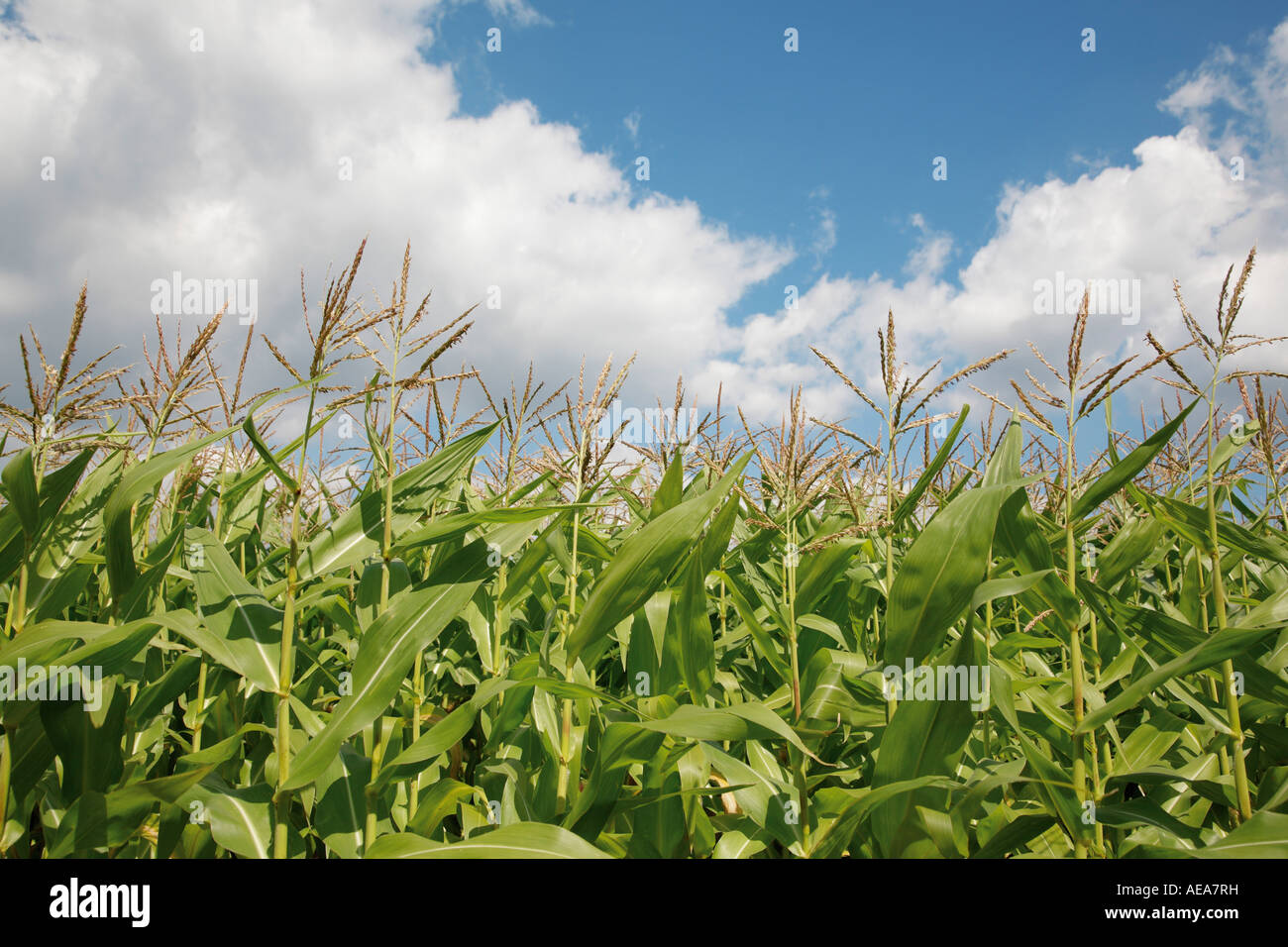 Stalks in cornfield under blue, cloudy sky, maize Stock Photo