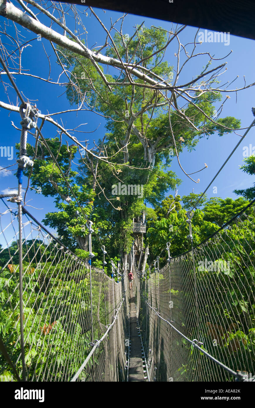 Falealupo Rainforest Preserve SAMOA Savaii forest canopy walkway over suspension bridge hanging Stock Photo