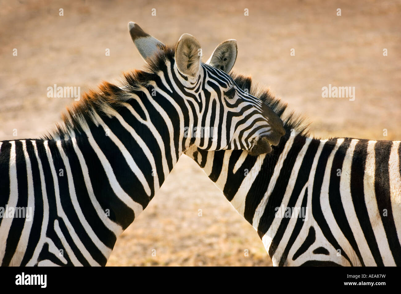 wild zebras in AMBOSELI  Nationalpark Kenya East Africa kissing kiss 2 two love Stock Photo
