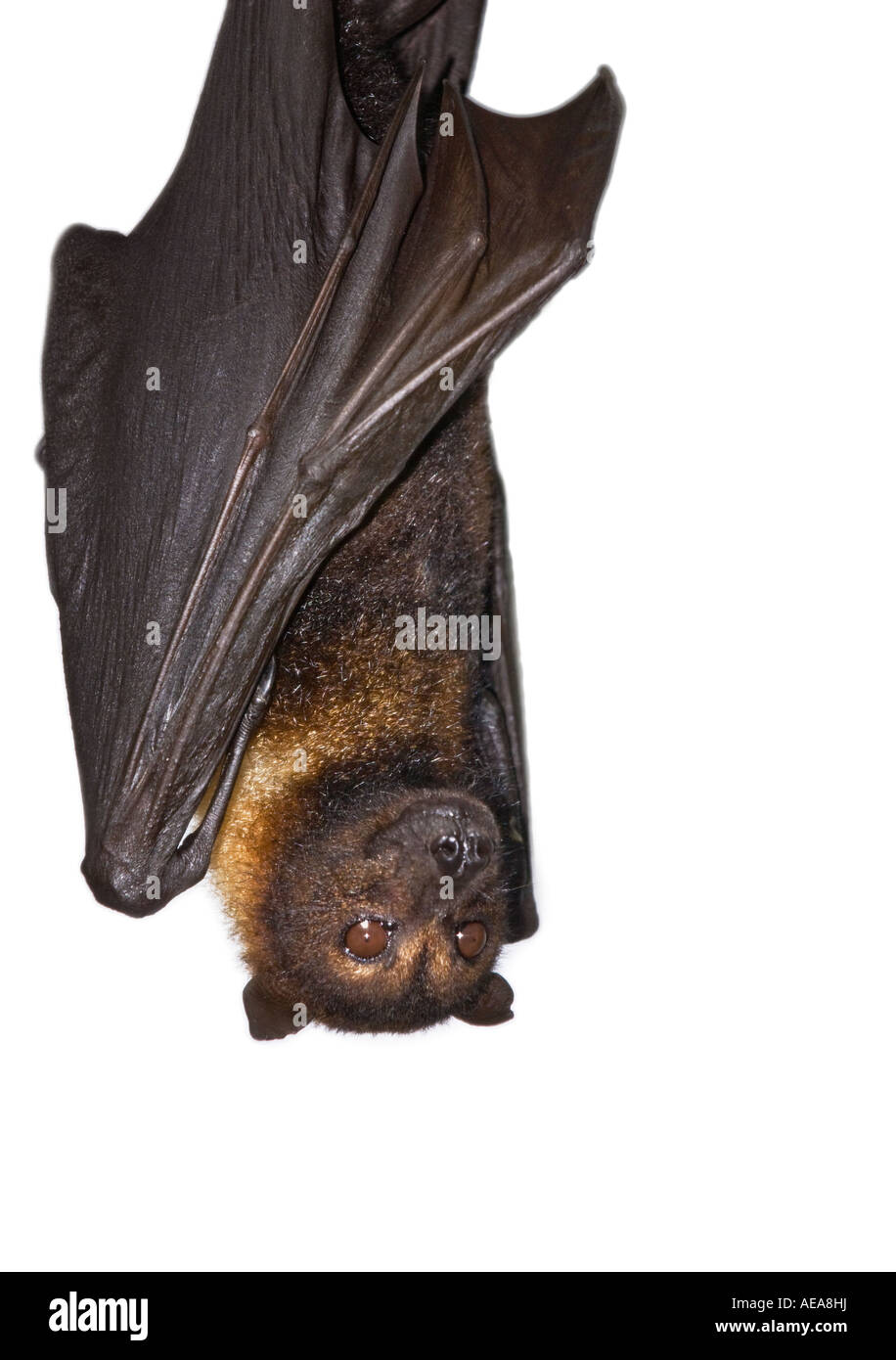 covered sleep sleeping Fruit bat bats hanging in a tree Malaysian Fruit Bat malayan flying fox Stock Photo