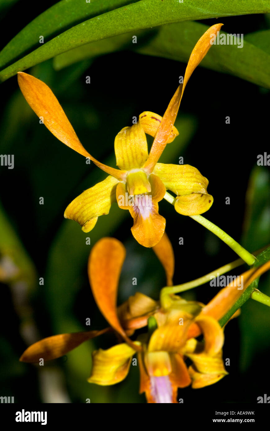 ORCHID flower plantation fields agriculture FIJI ISLANDS South southsea