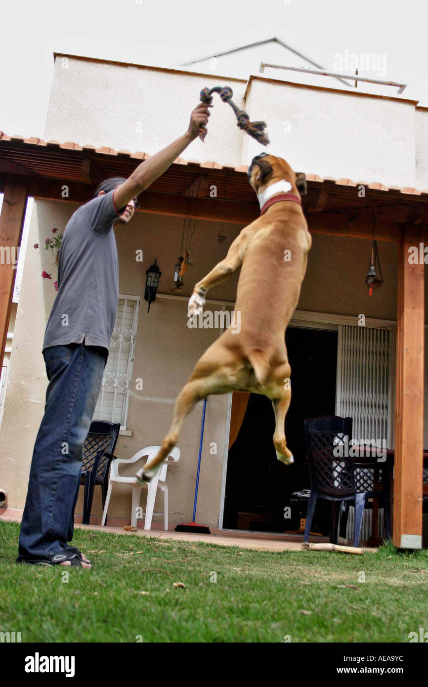 full body of a jumping Boxer dog Stock Photo