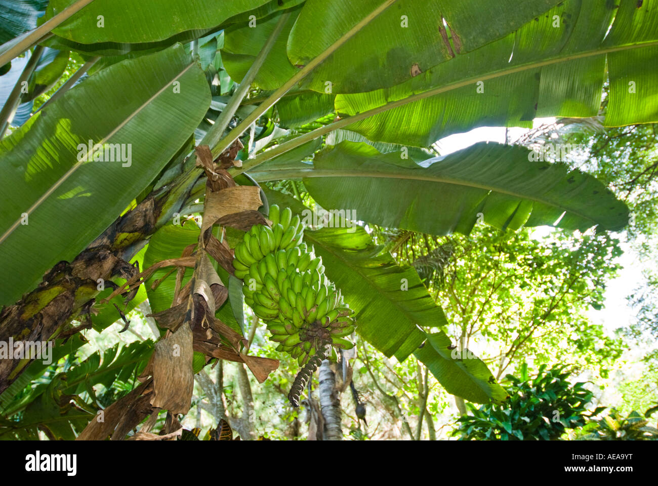 under the banana plant fresh plant fiji Islands and leaves Stock Photo