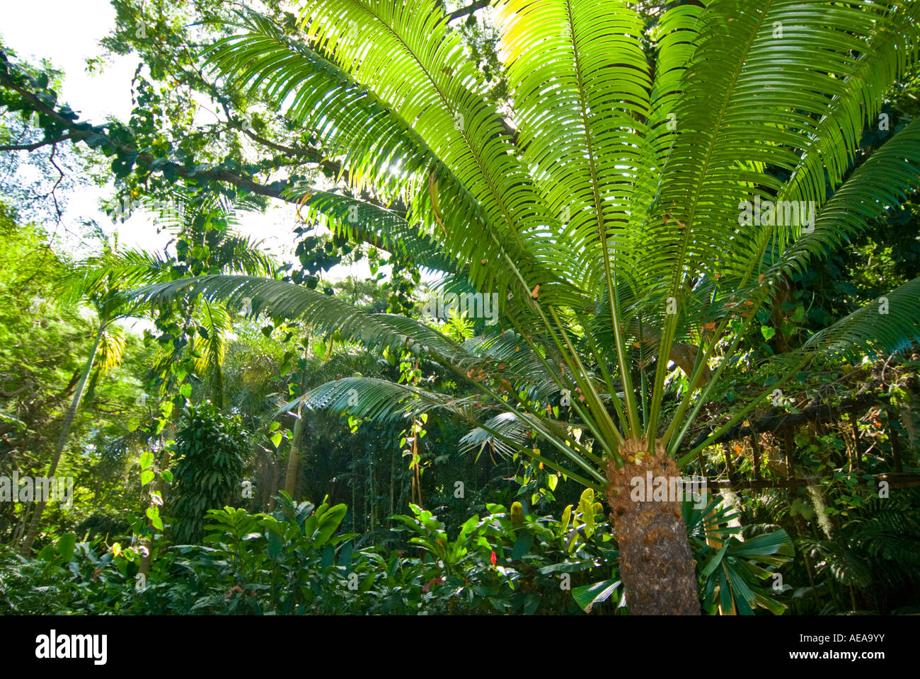 ferns fern FIJI ISLANDS South southsea sea Pacific wild wilderness ...
