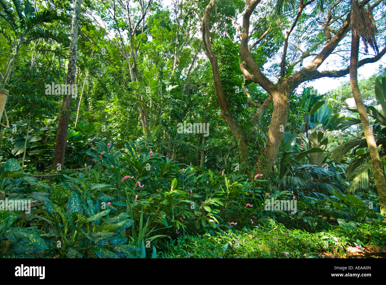 FIJI ISLANDS South southsea sea Pacific RAINFOREST forest ABACA Nadi Garden of the Sleeping Giant Stock Photo