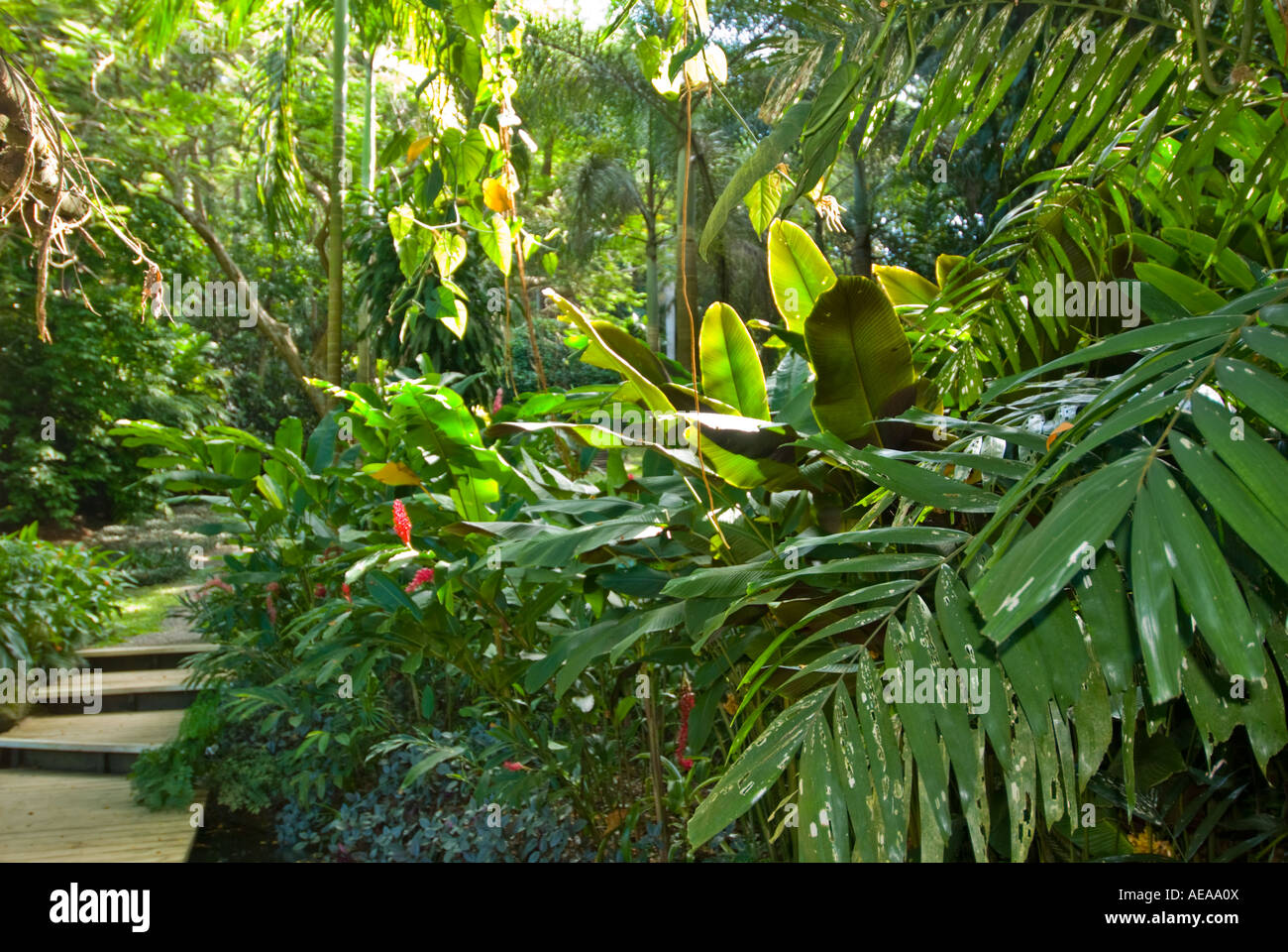 FIJI ISLANDS South southsea sea Pacific RAINFOREST forest ABACA Nadi Garden of the Sleeping Giant Stock Photo