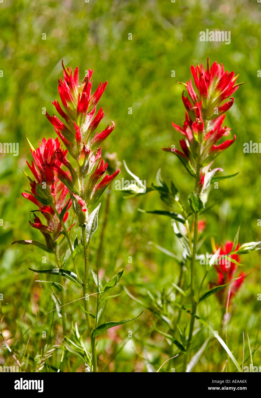 Indian Paintbrush, Castilleja scrophulariaceae, Stock Photo
