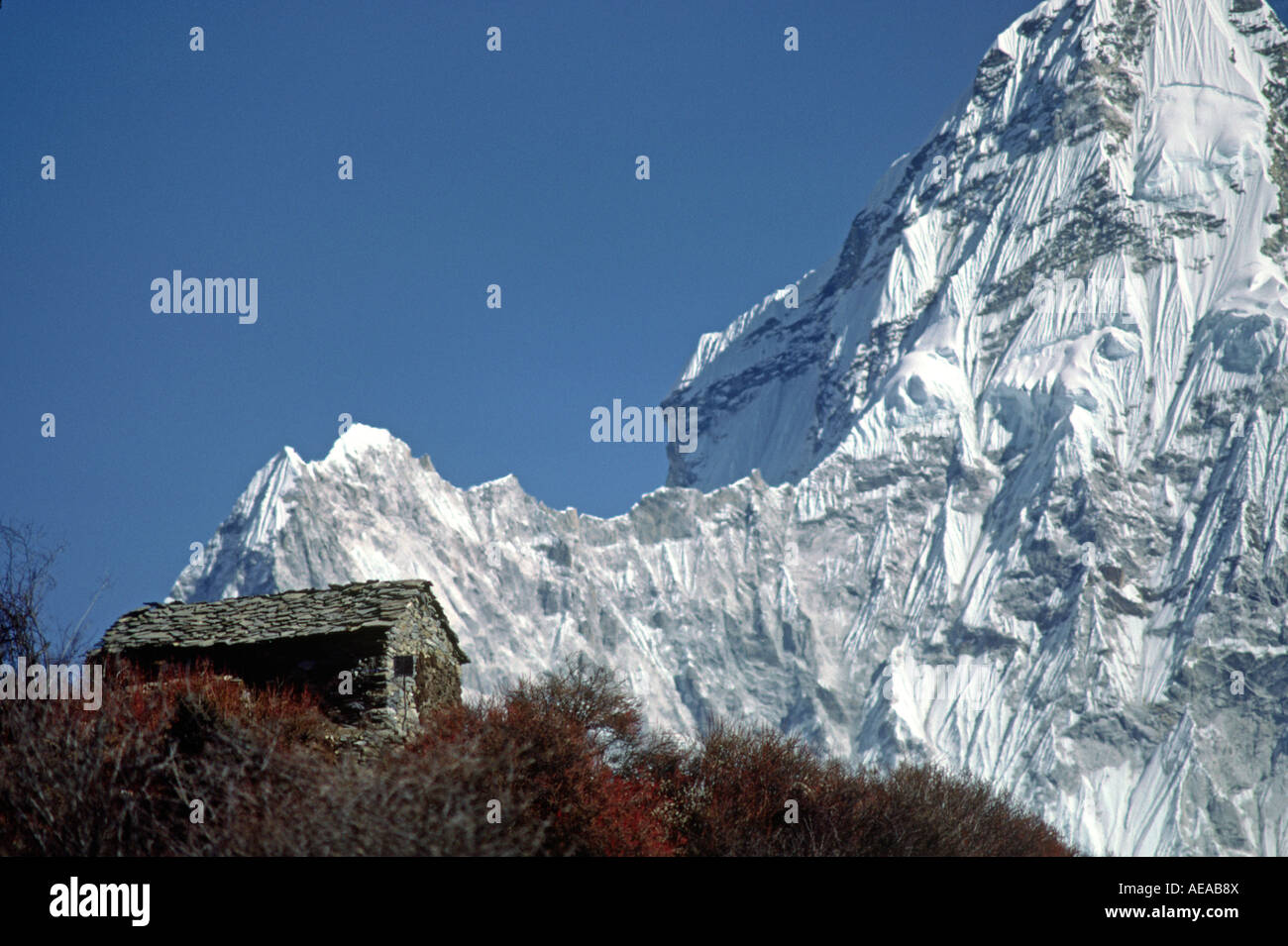 Ama tea hi-res stock photography and images - Alamy