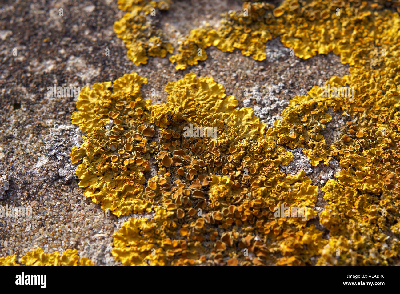 Lichen growing on cement wall Stock Photo