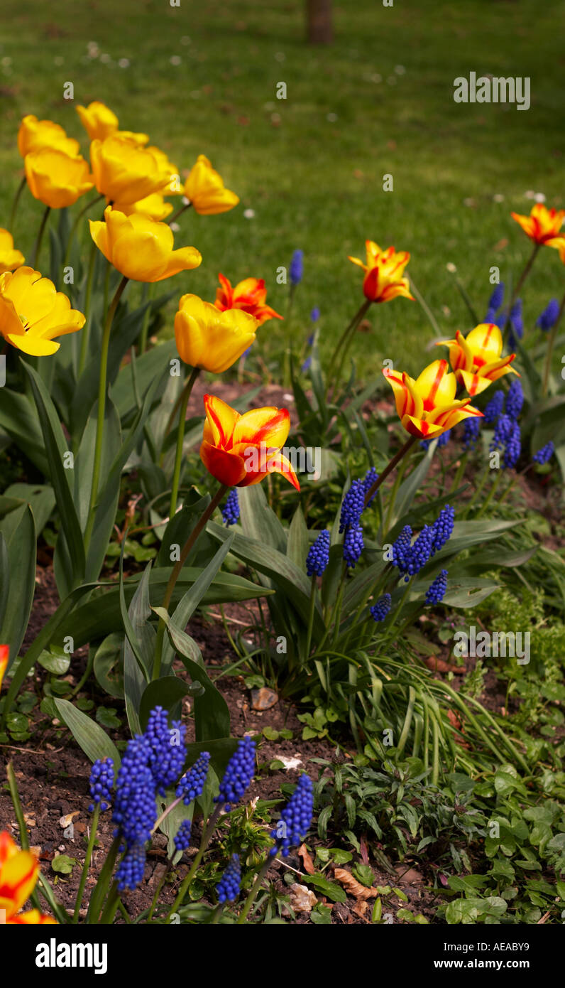 Spring bulb bulbs hi-res stock photography and images - Alamy