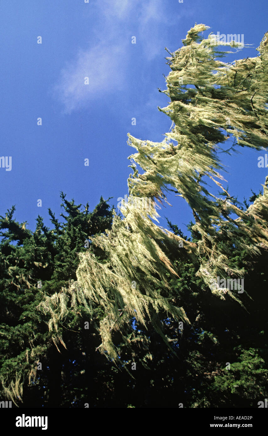SPANISH MOSS Tillandsia usneoides hangs from a tree at POINT LOBOS