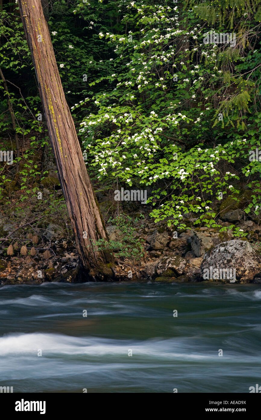 DOGWOOD TREES Cornus nuttallii in bloom along the shore of the MERCED RIVER YOSEMITE NATIONAL PARK CALIFORNIA Stock Photo