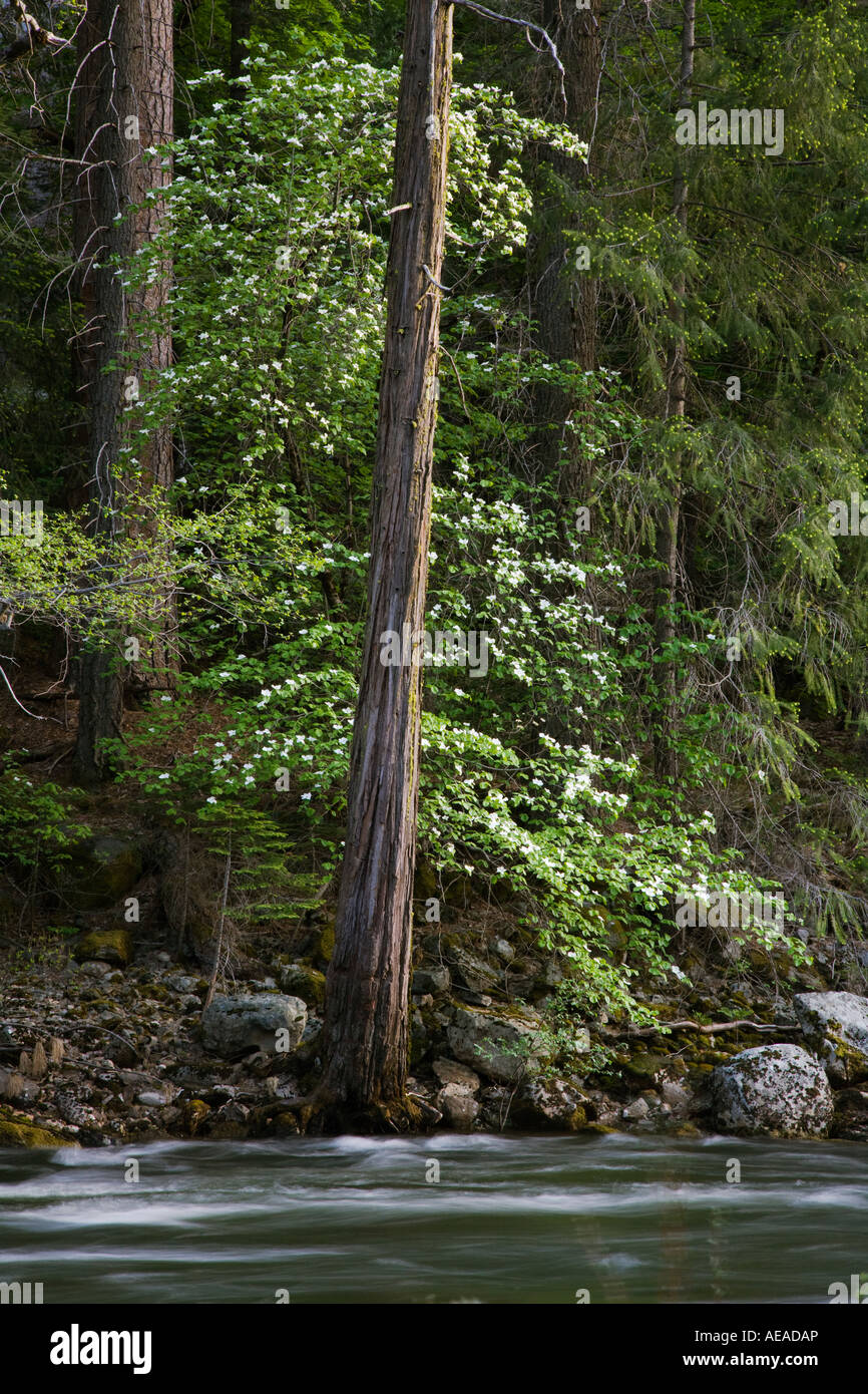 DOGWOOD TREES Cornus nuttallii in bloom along the shore of the MERCED RIVER YOSEMITE NATIONAL PARK CALIFORNIA Stock Photo