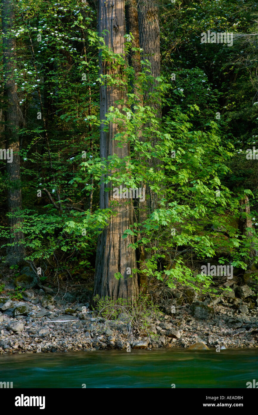 Dogwood trees in bloom along the river in yosemite valley hires stock