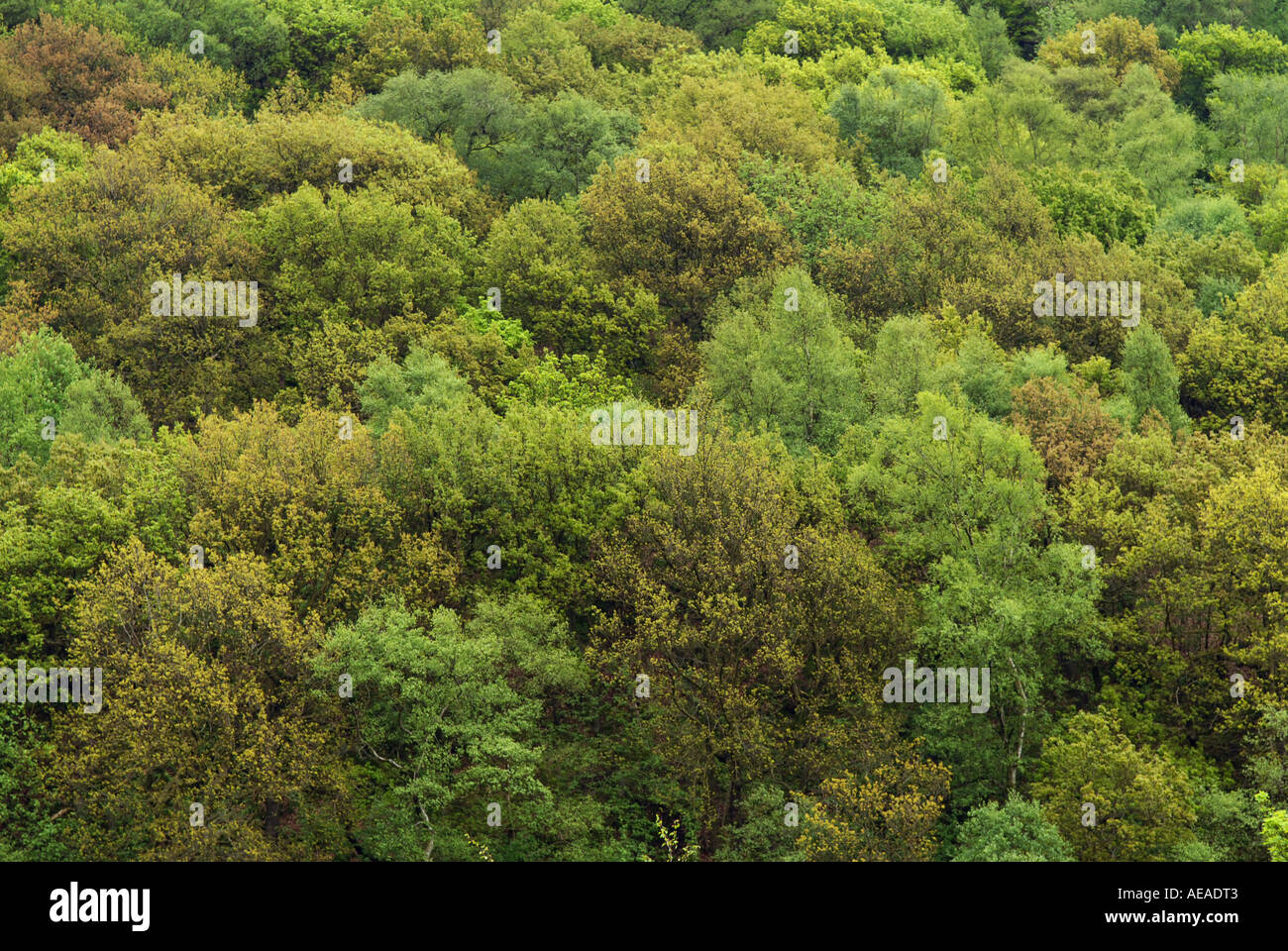 woodland forest uk hi-res stock photography and images Alamy