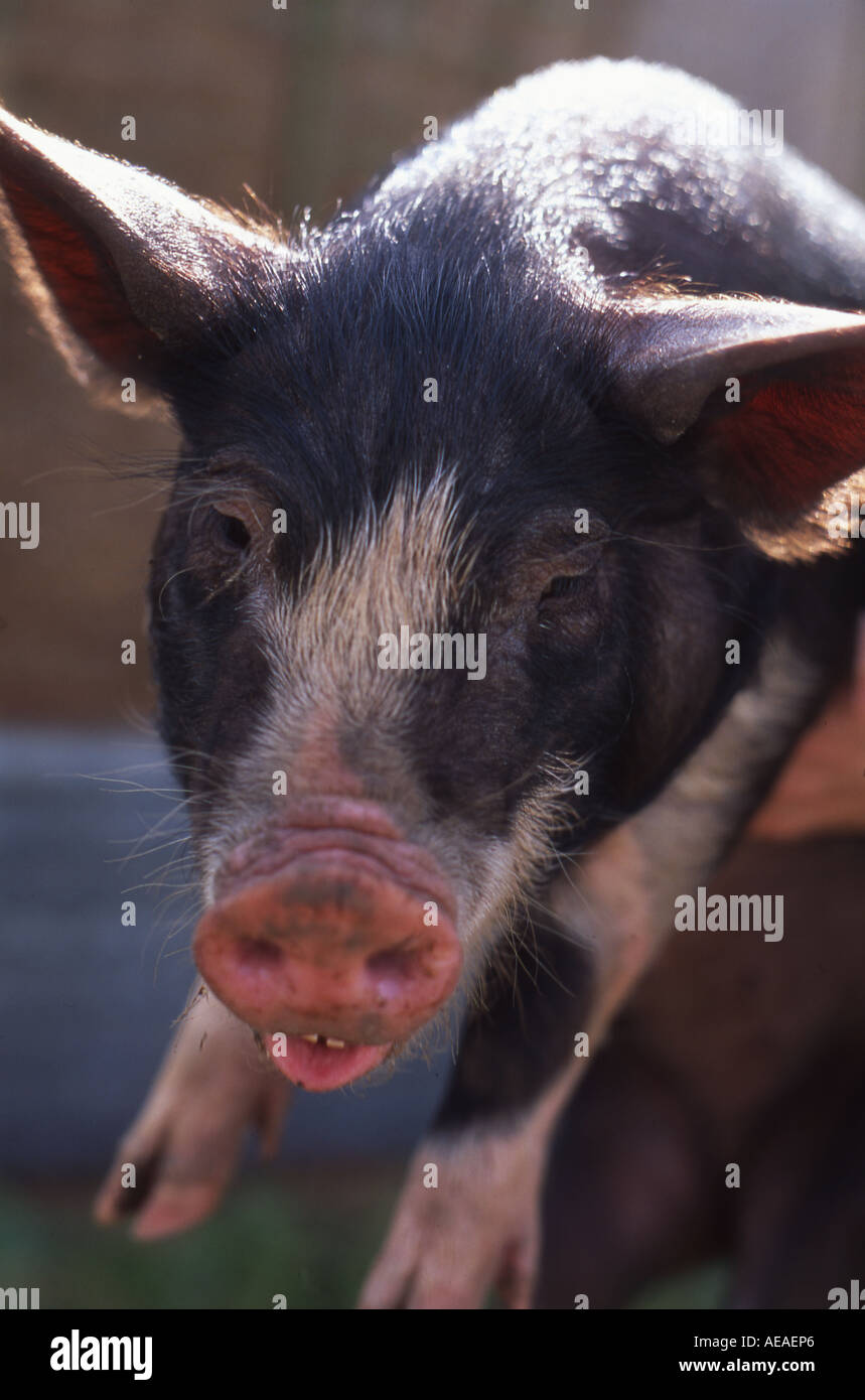 A Berkshire pig, a rare breed known for their exceptional pork. Stock Photo