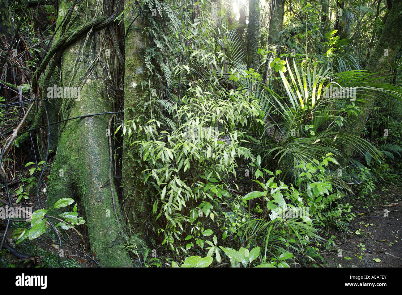 Dense virgin jungle hi-res stock photography and images - Alamy