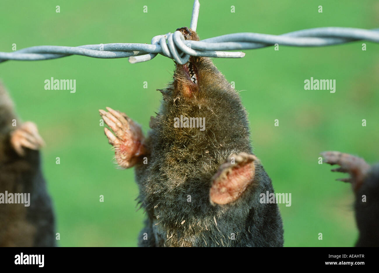 Moles caught and hung on a barbed wire fence, Cumbria, UK Stock Photo