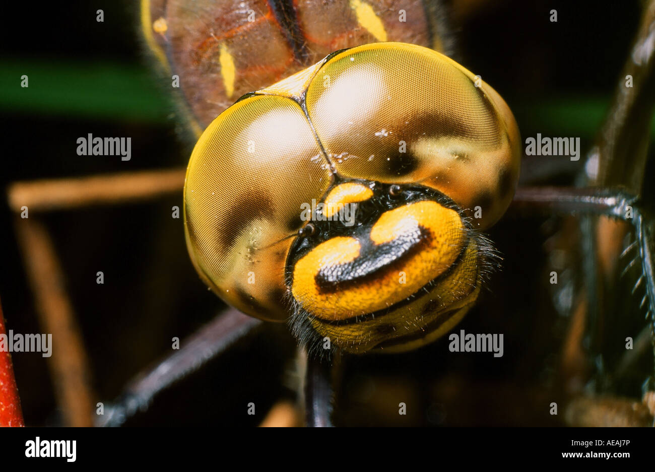Close up of a Common Hawker dragonfly's head and eyes. Stock Photo