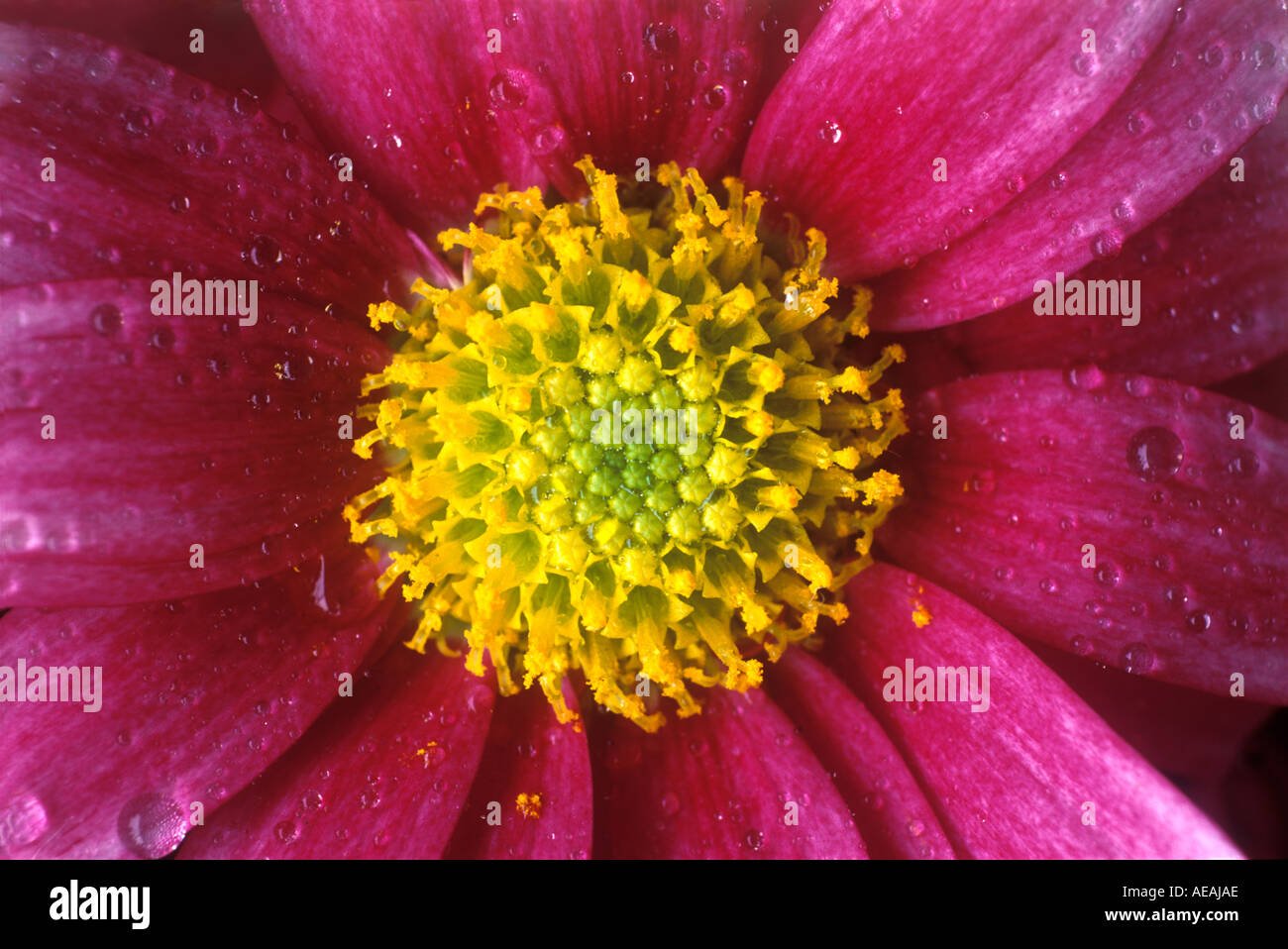 vivid pink flower with yellow centre macro close up Stock Photo