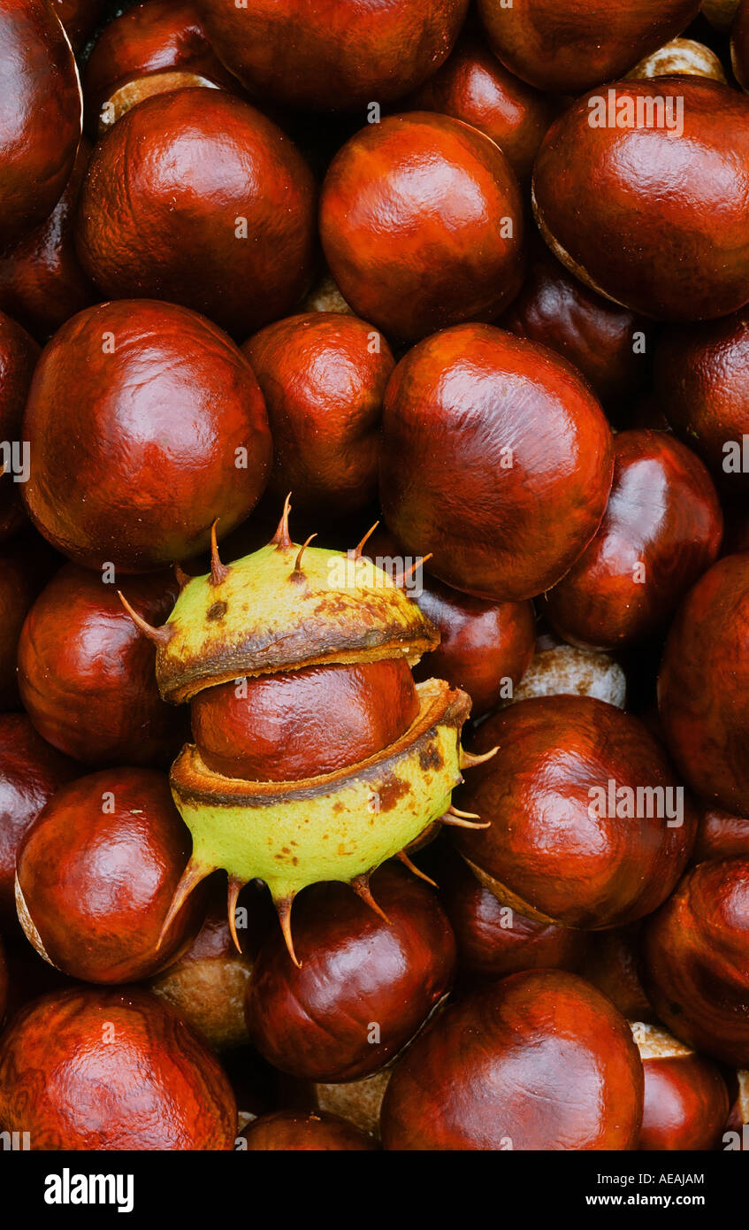 Horse chestnuts or conkers Stock Photo