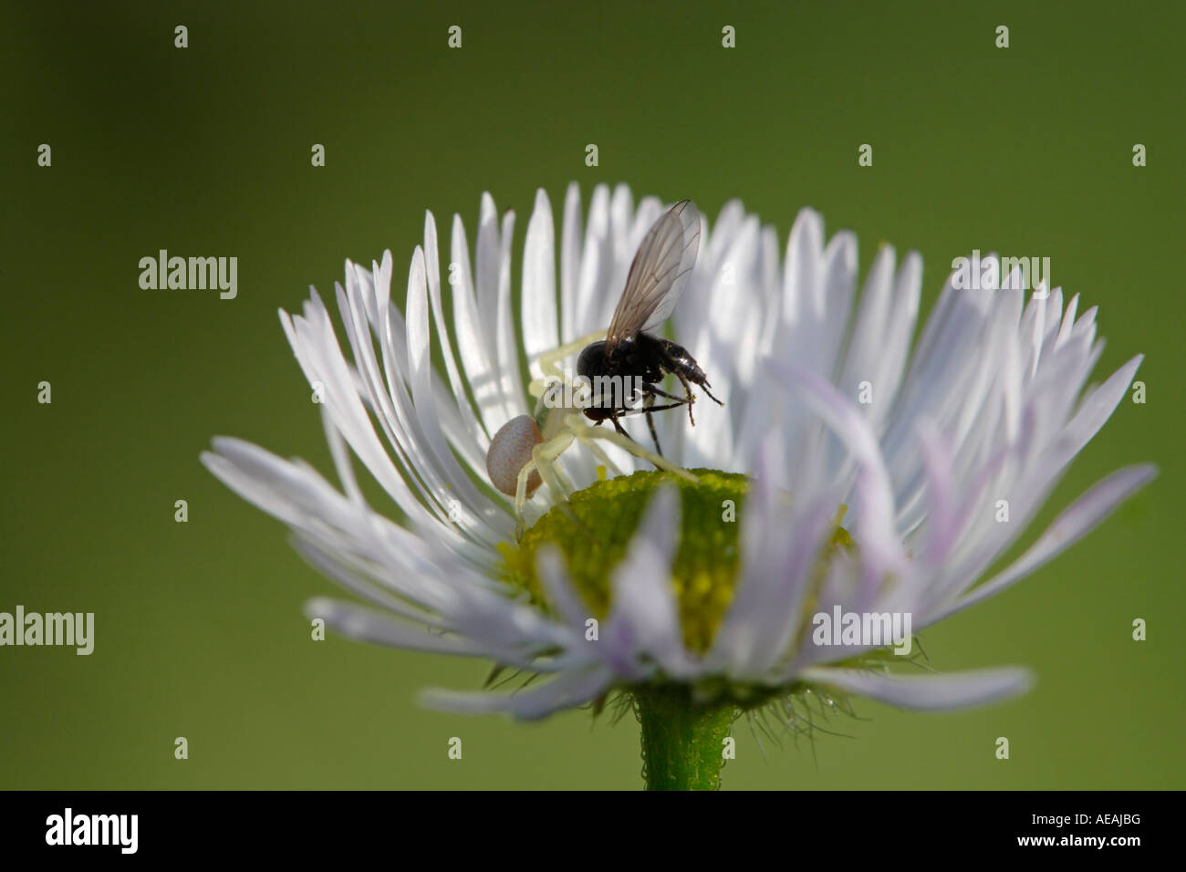 Juvenile Crab Spider on Daisy (Misumeta vatia) on a Fleabane daisy