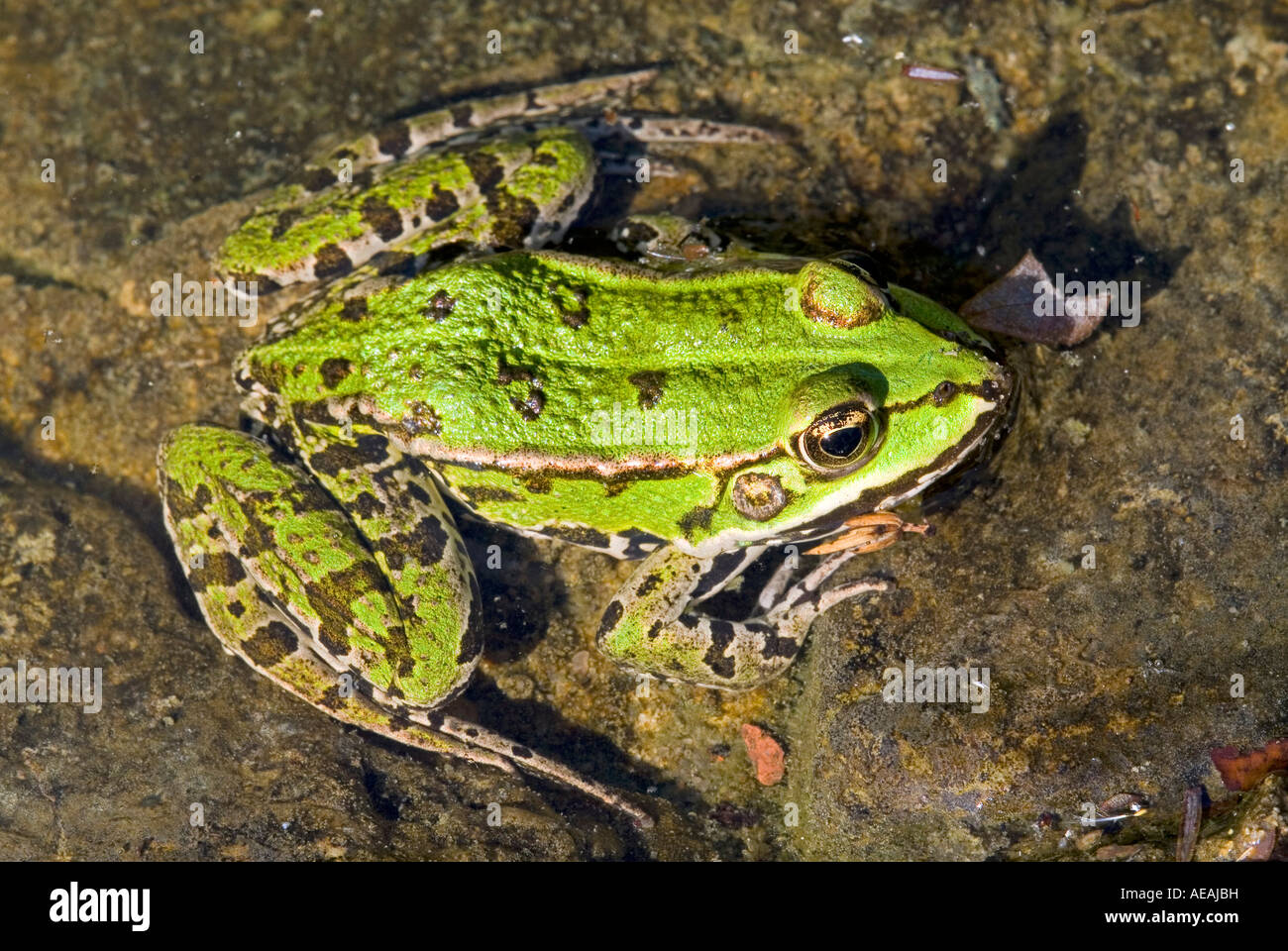 Green frog Rana esculenta Stock Photo