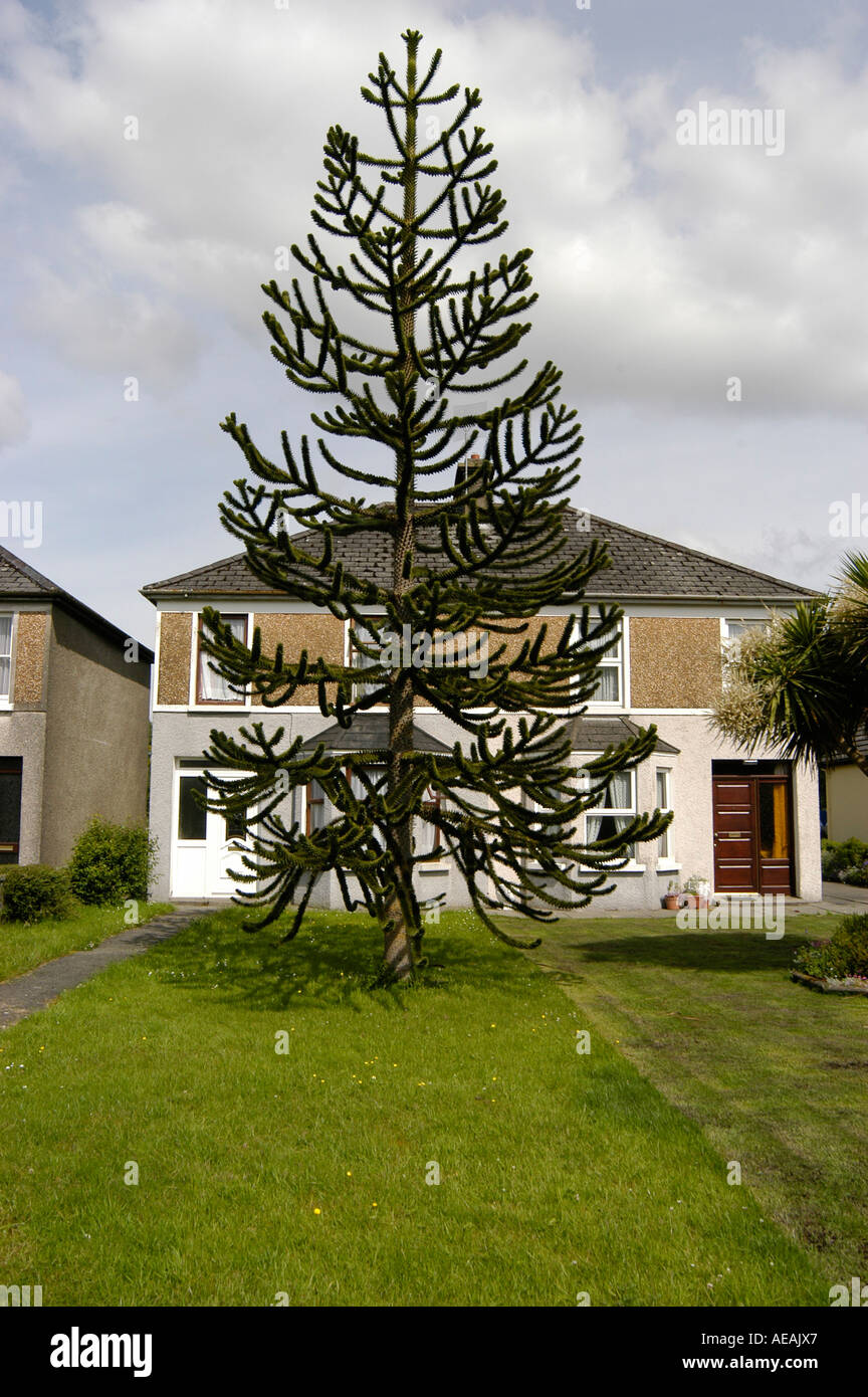Monkey puzzle tree in the garden of a semi-detached house in Killarney  Ireland Stock Photo - Alamy