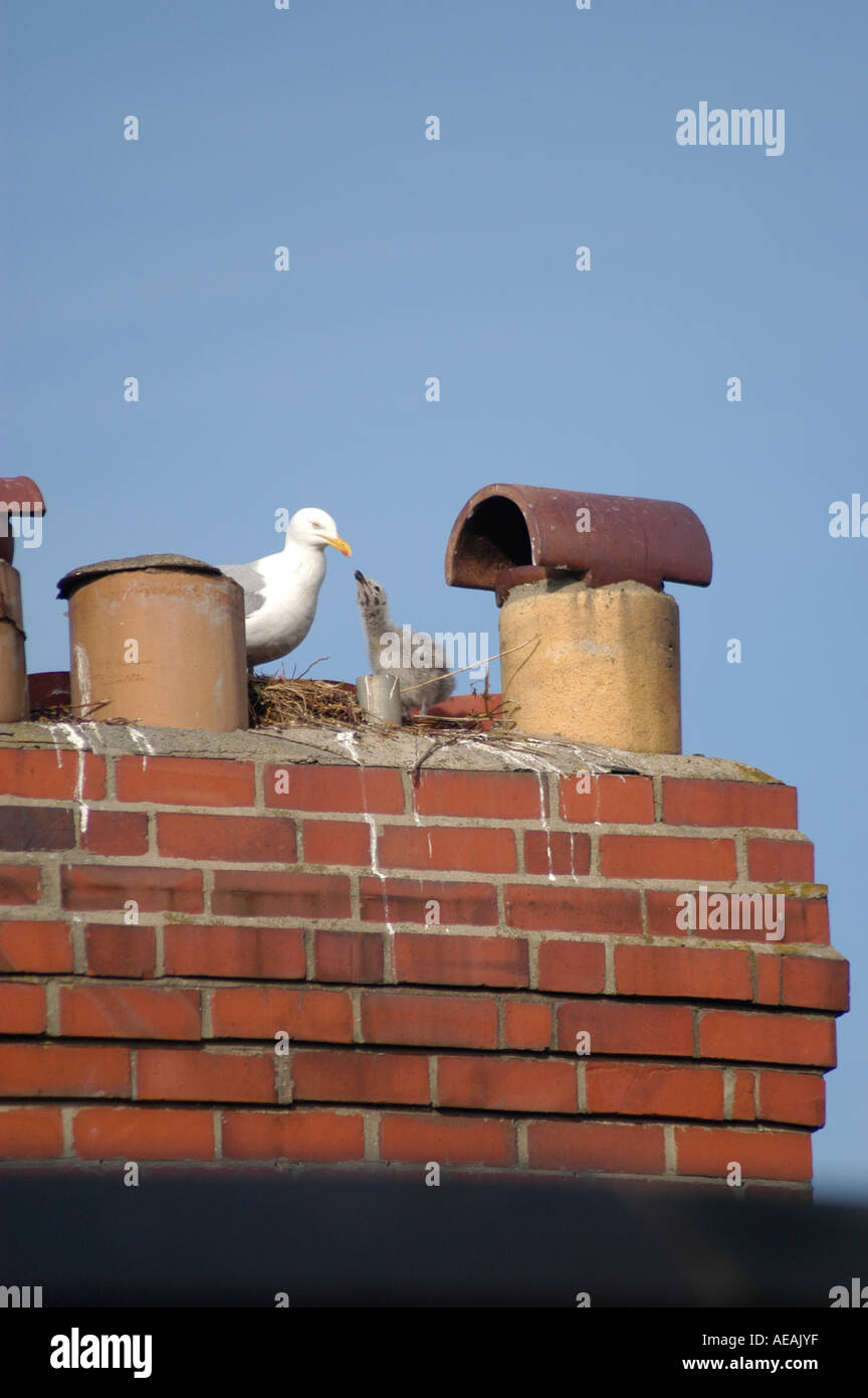 Herring gull feeding a chick on its nest among chimney pots Stock Photo